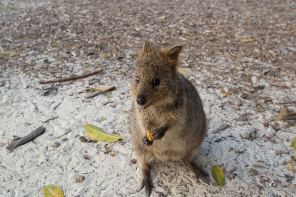 Best time for Quokka, the World's Happiest Animal in Western Australia