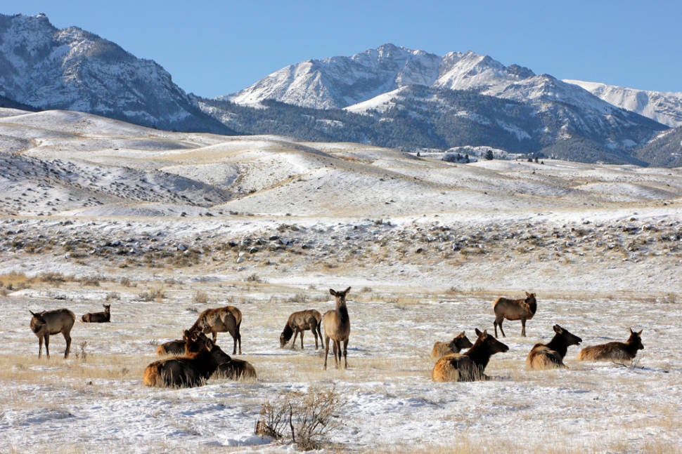 Annual Elk Migration in Yellowstone National Park - Best Season