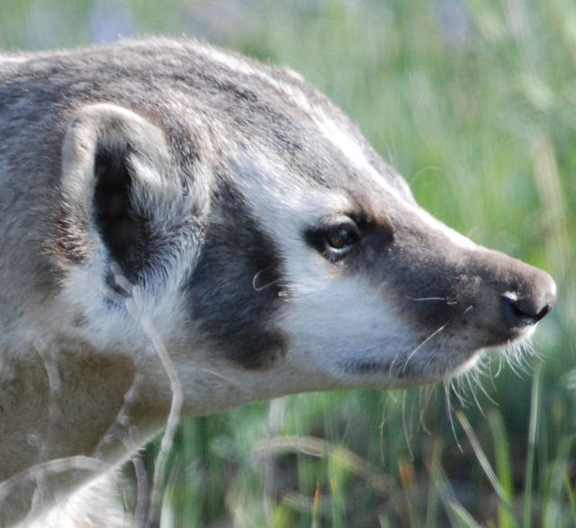 Best time for Badgers in Yellowstone National Park