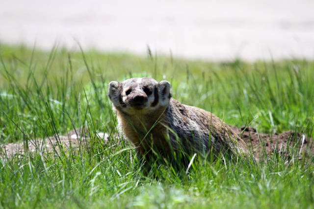 Badgers in Yellowstone National Park - Best Season