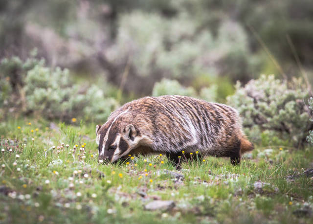 Badgers in Yellowstone National Park - Best Time