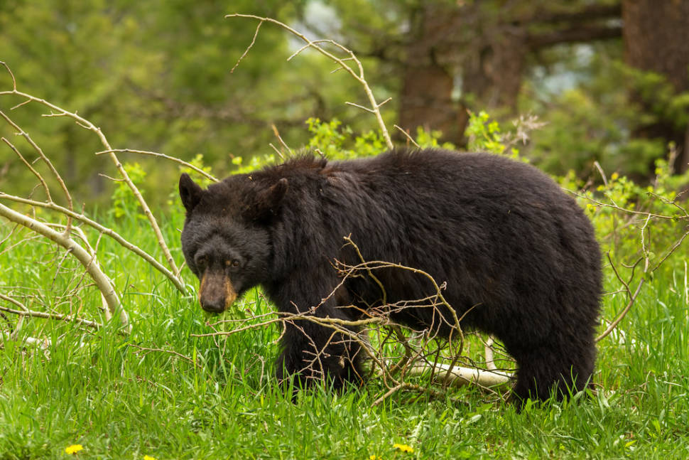 Black Bears in Yellowstone National Park - Best Season