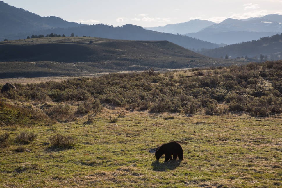 Best time for Black Bears in Yellowstone National Park