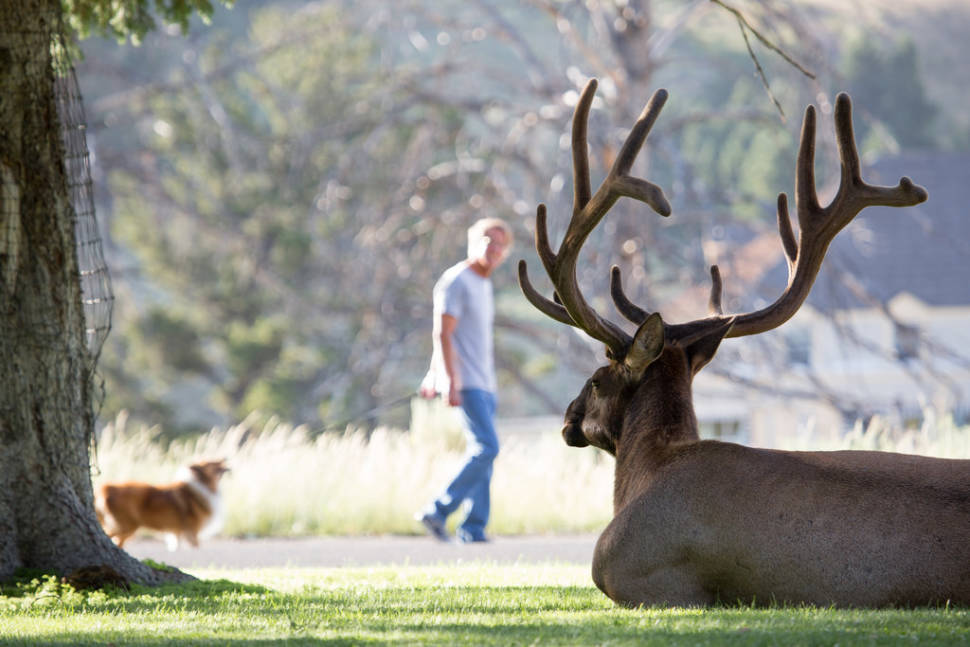 Bull elk at Mammoth