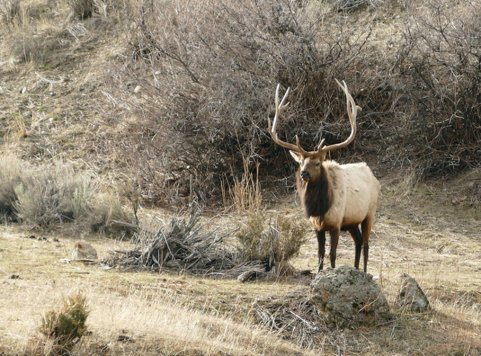 Elks in Yellowstone National Park - Best Season