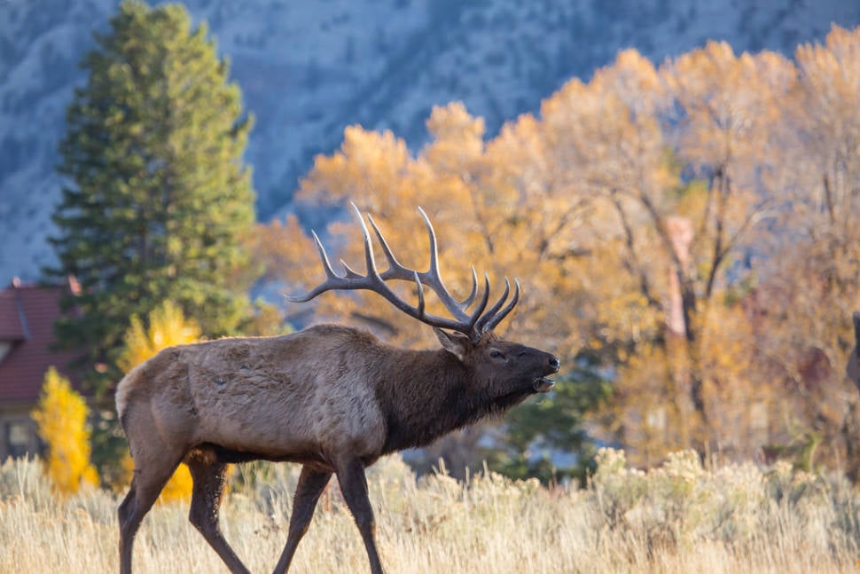 Best time for Elks in Yellowstone National Park