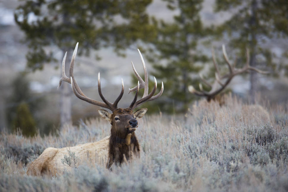 Elks in Yellowstone National Park - Best Time