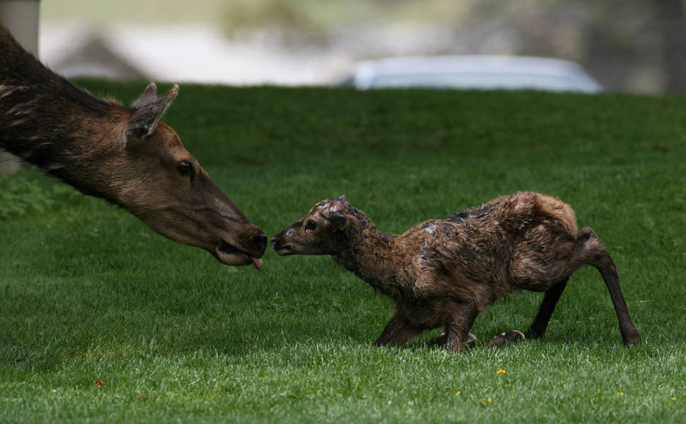 Newborn elk calf in Mammoth Hot Springs