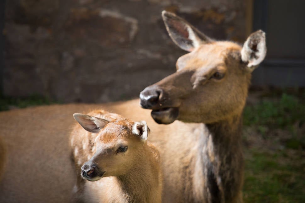 Best time to see Elks in Yellowstone National Park