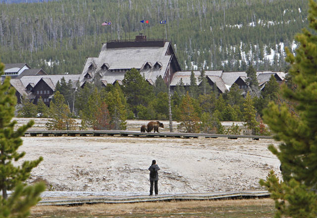 Grizzly sow and yearling on boardwalk in Upper Geyser Basin
