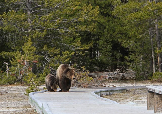 Grizzly bears on boardwalk near Daisy geyser