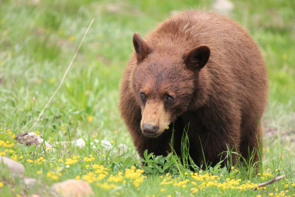 Grizzly Bears in Yellowstone National Park - Best Season