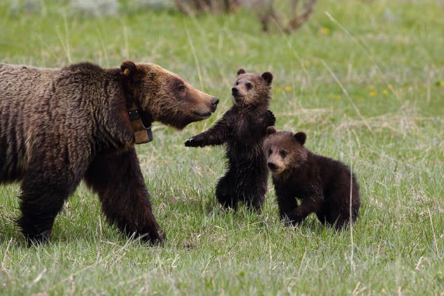 Grizzly Bears in Yellowstone National Park - Best Time