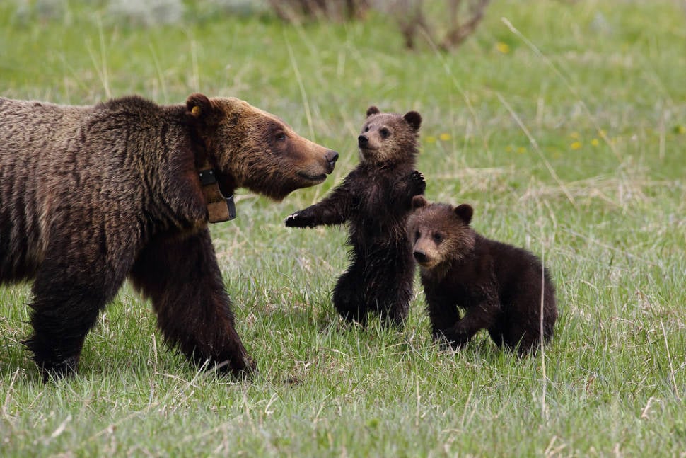 Grizzly Bears in Yellowstone National Park - Best Time