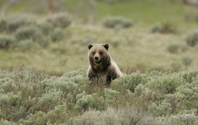 Best time for Grizzly Bears in Yellowstone National Park