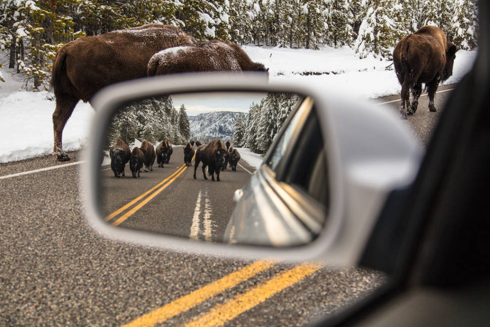 Bison jam near Madison Junction