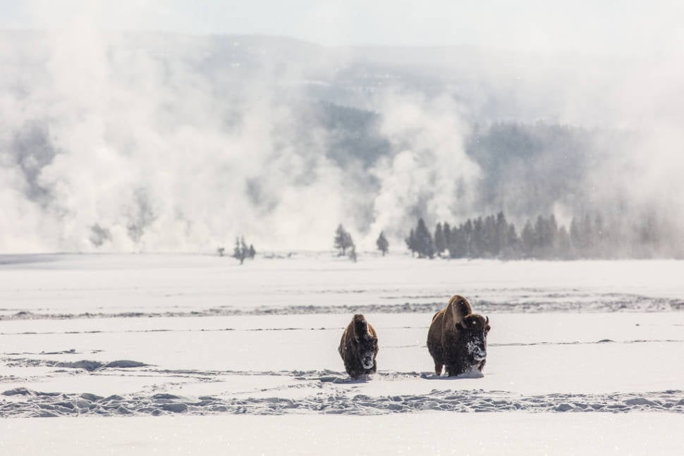 Migrating Bisons in Yellowstone National Park - Best Season