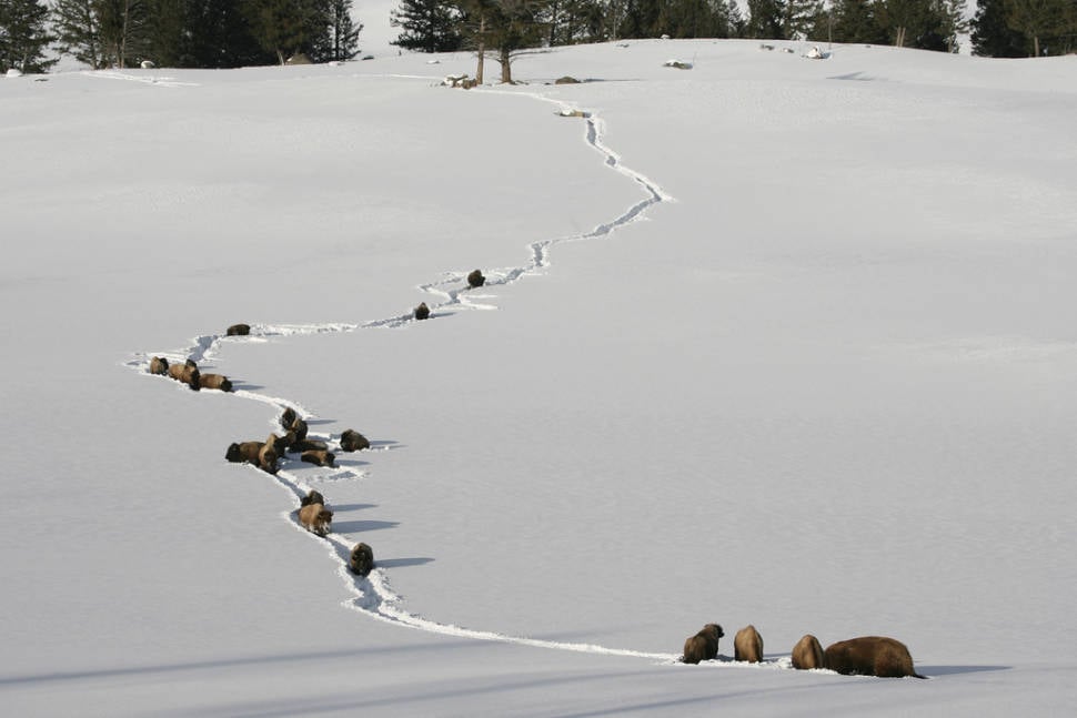 Bison walking through deep snow near Tower Jct.