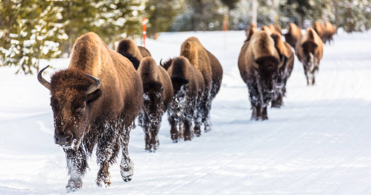 Migrating Bisons in Yellowstone National Park - Best Time