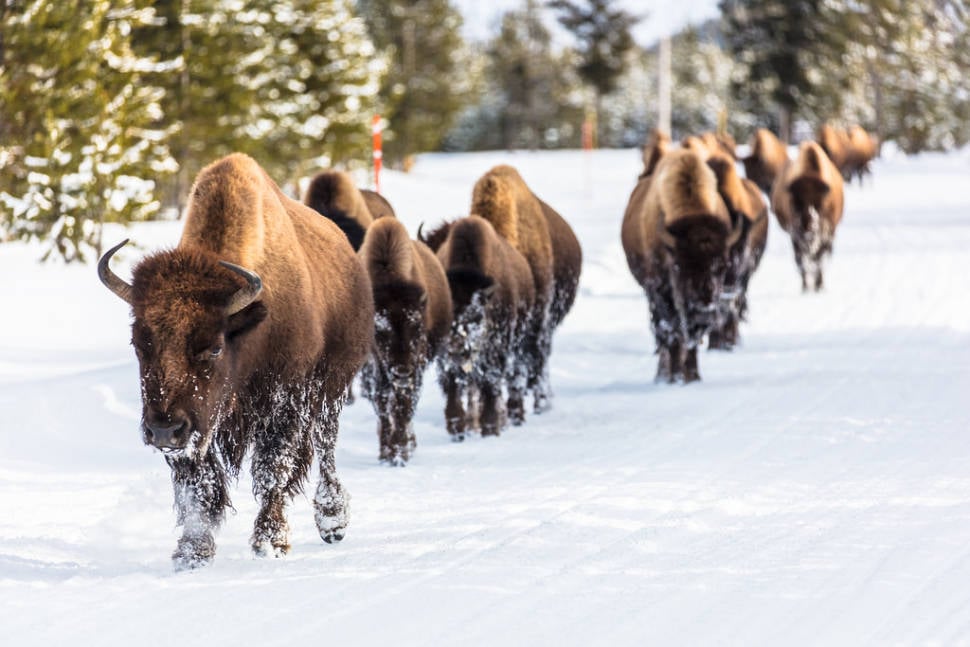 Migrating Bisons in Yellowstone National Park - Best Time