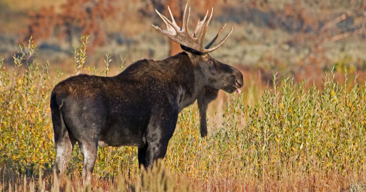 Best Time to See Moose in Yellowstone National Park 2019 - Rove.me