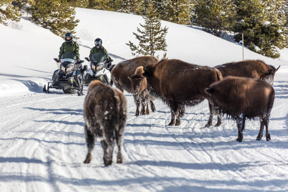 Snowmobiles passing bison on the road