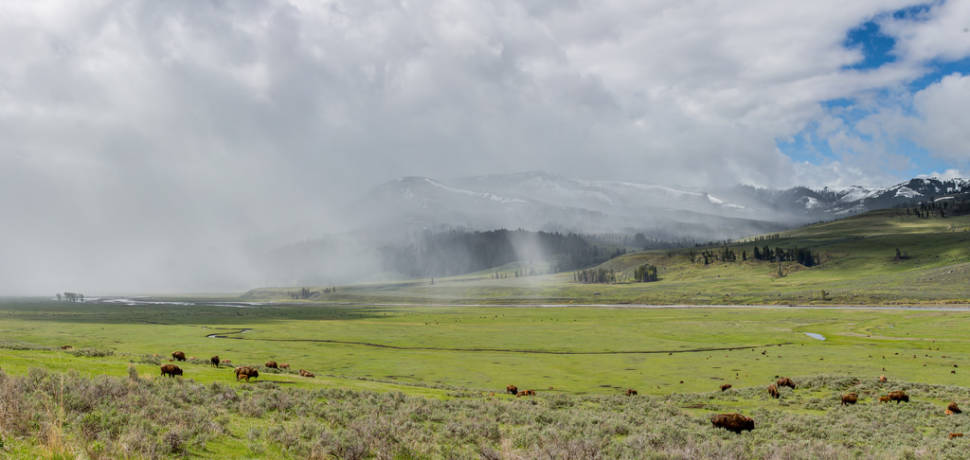 Spring in Yellowstone National Park - Best Season