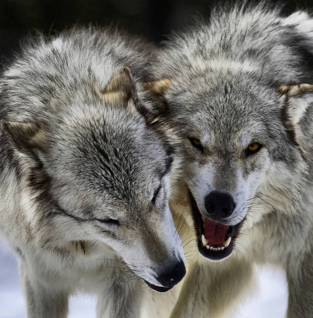 Best time for Wolves in Yellowstone National Park