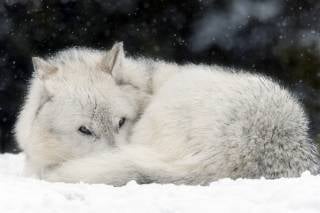 Best Time To See Grizzly Bears In Yellowstone National Park 2019