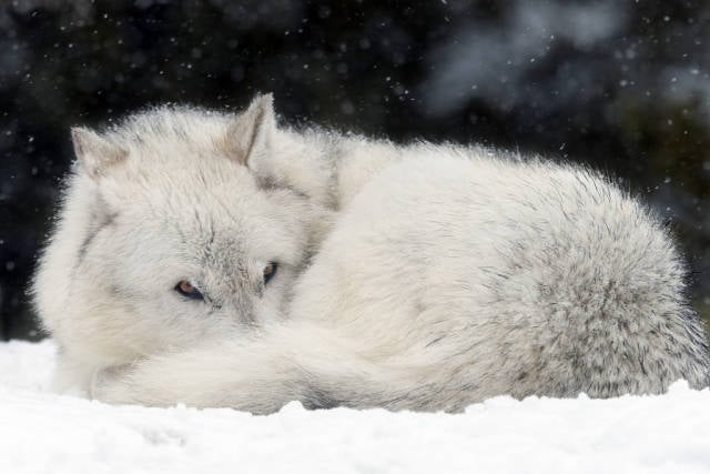 Wolves in Yellowstone National Park - Best Time