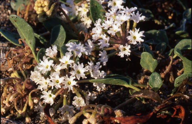 Yellowstone Sand Verbena in Yellowstone National Park - Best Season