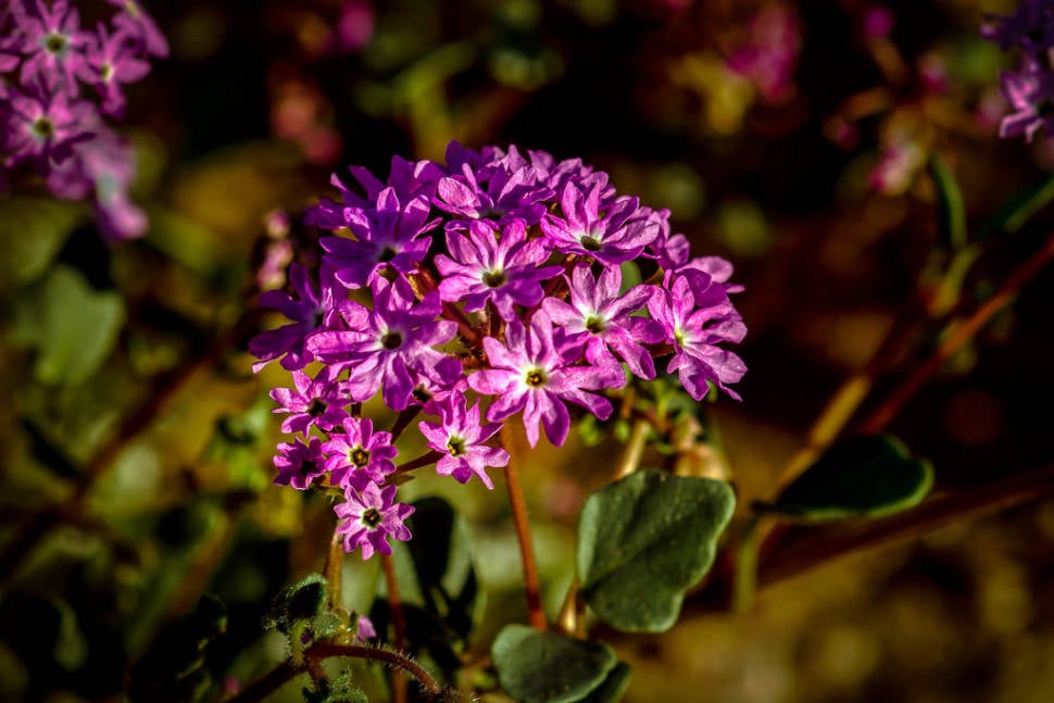 Yellowstone Sand Verbena in Yellowstone National Park - Best Time