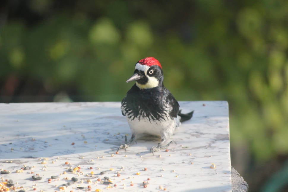 Acorn Woodpecker