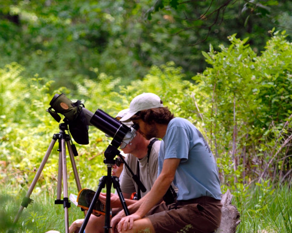 Looking for Peregrine Falcons