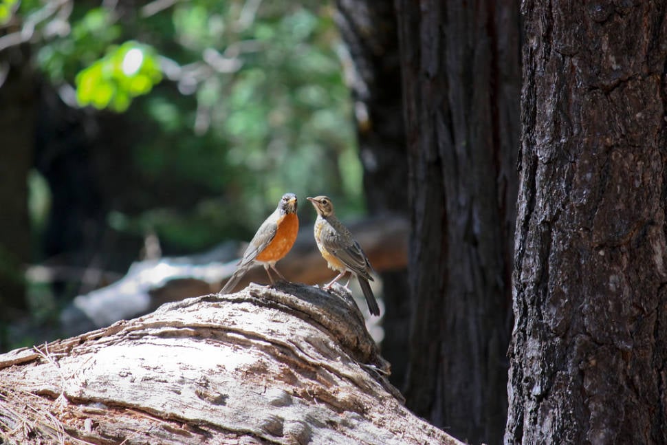 A robin moment