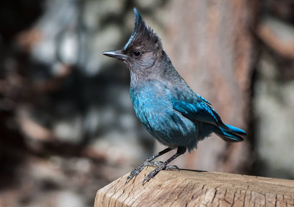 Steller's Jay