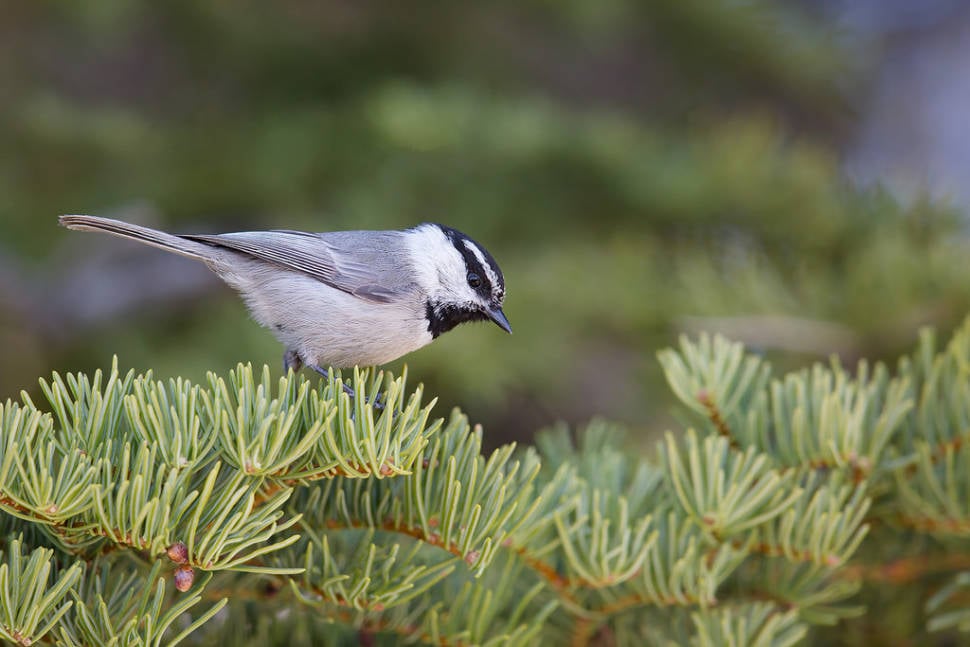 Mountain Chickadee
