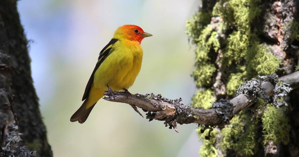 Birdwatching in Yosemite - Best Time