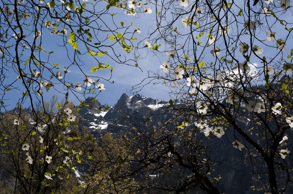 Dogwoods in Bloom in Yosemite - Best Season
