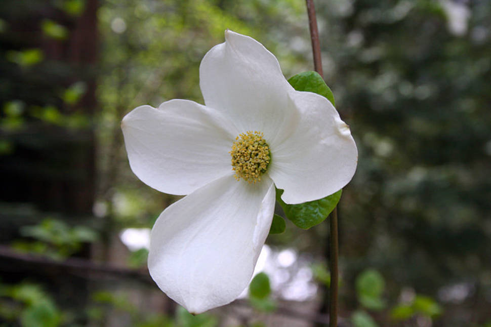 Best time for Dogwoods in Bloom in Yosemite
