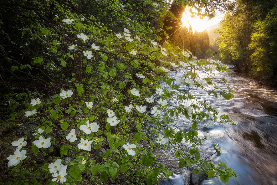 Dogwoods in Bloom in Yosemite - Best Time