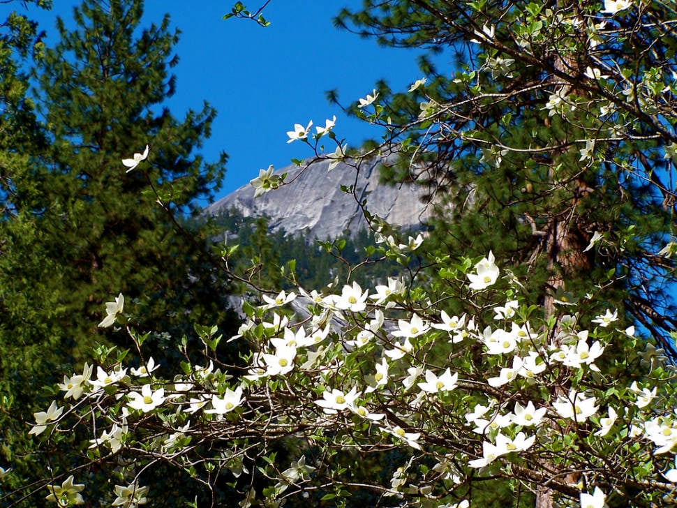 Best time to see Dogwoods in Bloom in Yosemite