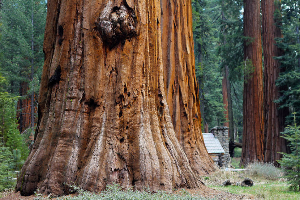 Giant Sequoias of Yosemite National Park in Yosemite - Best Season