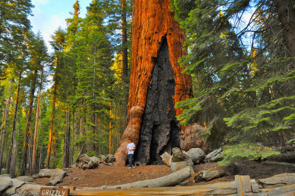 Grizzly Giant