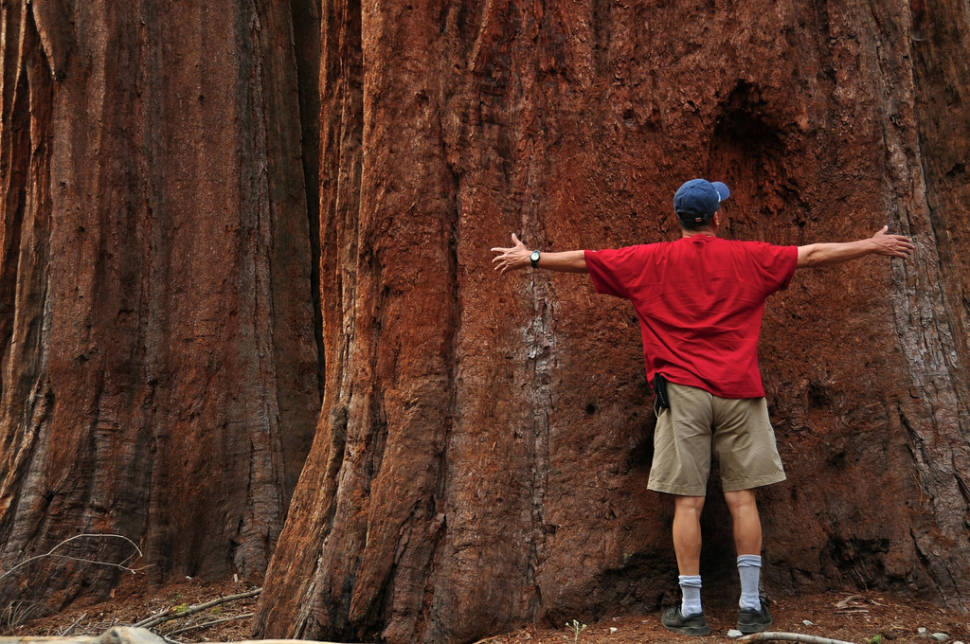 Mariposa Grove of Giant Sequoias