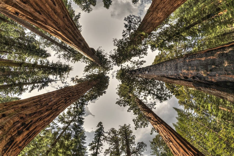 Best time for Giant Sequoias of Yosemite National Park in Yosemite