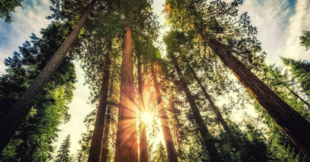 Giant Sequoias of Yosemite National Park in Yosemite - Best Time