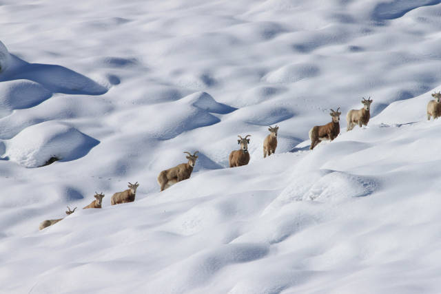 Best time for Sierra Nevada Bighorn Sheep in Yosemite