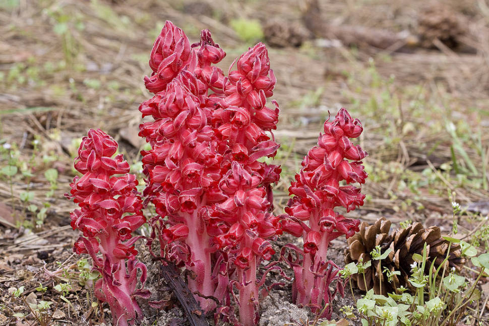 Best time for Snow Plant in Yosemite