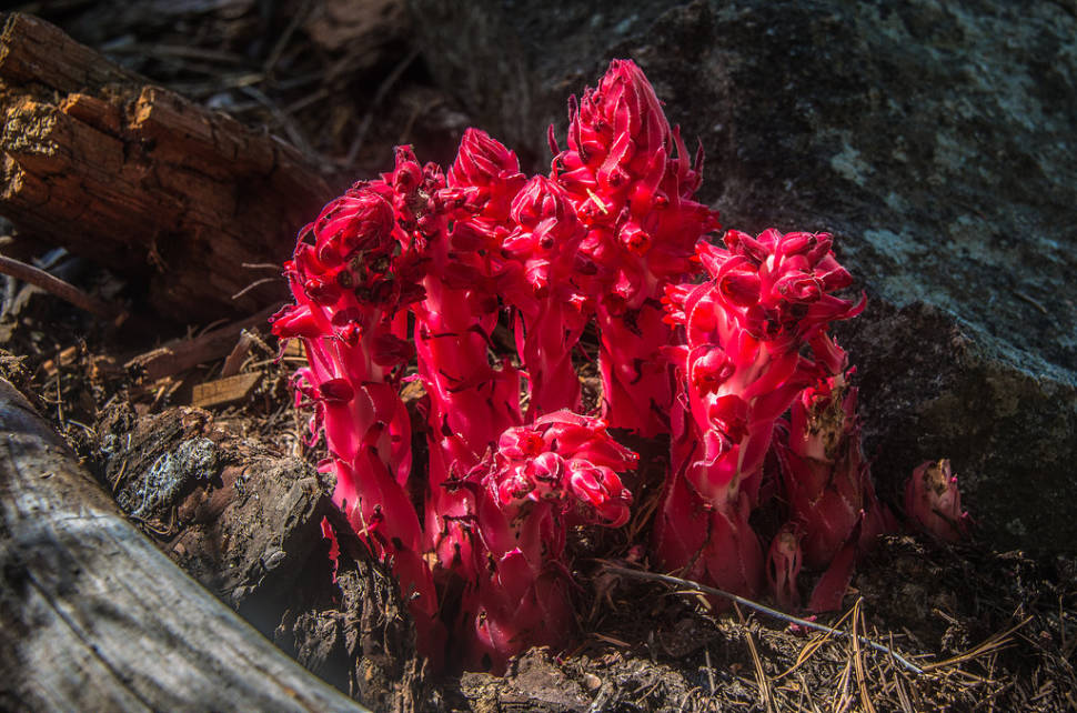 Snow Plant in Yosemite - Best Season